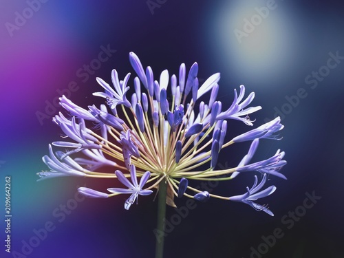 Fotografía Tokyo, Japan - July 14, 2026: Closeup of 
Agapanthus africanus or African Lily