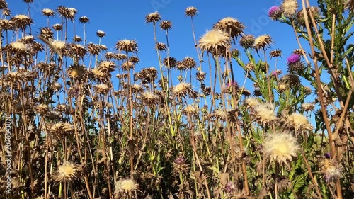 'Dried Milk Thistle' or 'Camel Thistle' plant (Turkish: Deve Dikeni) at autumn in the nature. (4K video)