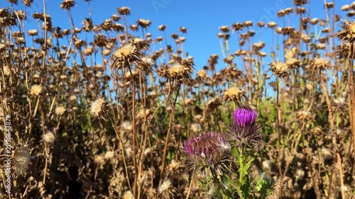 'Purple Donkey Thistle' plant (Turkish: Esek Dikeni) with bee and 'Dried Milk Thistle' plant at autumn in the nature. (4K video)