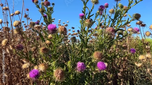 'Purple Donkey Thistle' plant (Turkish: Esek Dikeni) and 'Dried Milk Thistle' plant at autumn in the nature. (4K video)