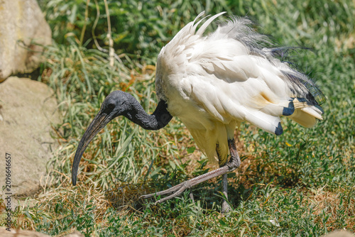 Konstfotografi African Sacred Ibis - _S5B1508