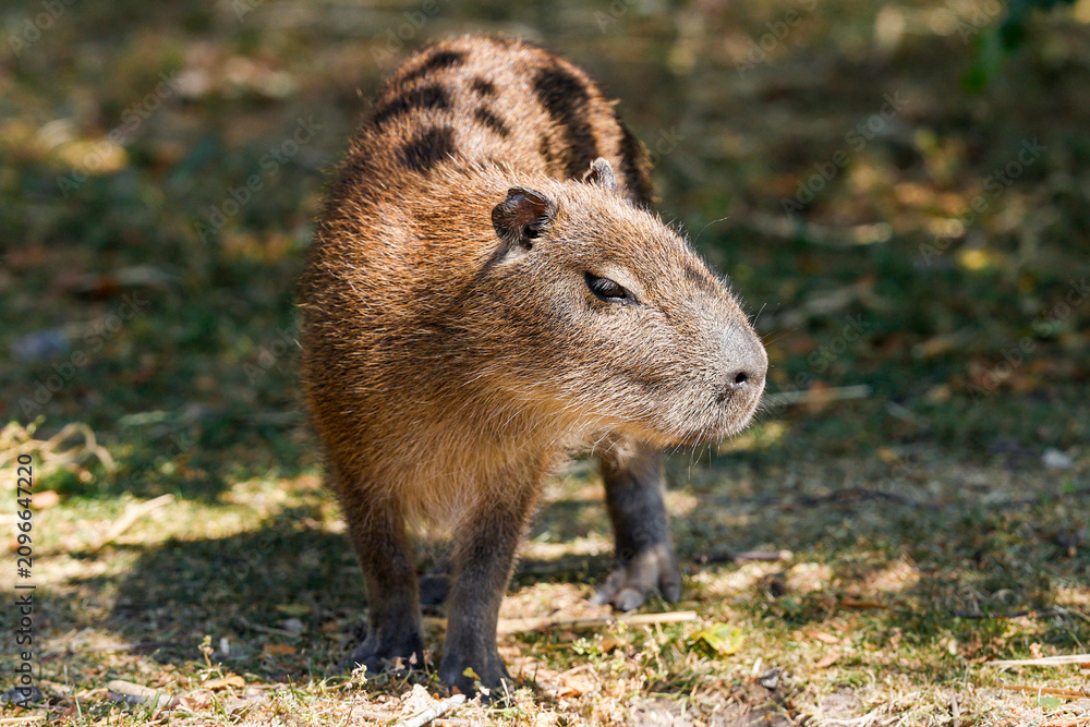 Fototapeta premium Capybara Juvenile Standing - _S5B1406