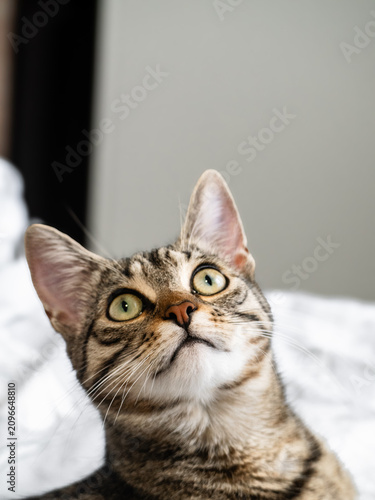 Obraz na płótnie A tabby cat looks straight up