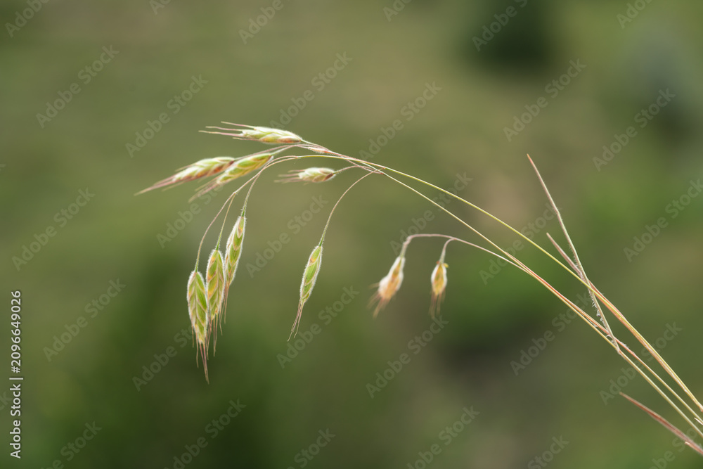 Obraz premium Close up of Bromus japonicus Japanese brome grass with drooping green spikelet in a natural outdoor setting