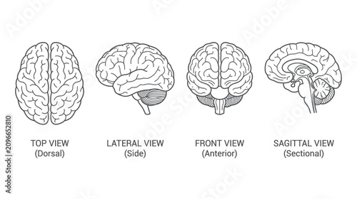 Tableau sur toile Human Brain Anatomy: Multiple Views - Top, Side, Front, Sagittal Sectional