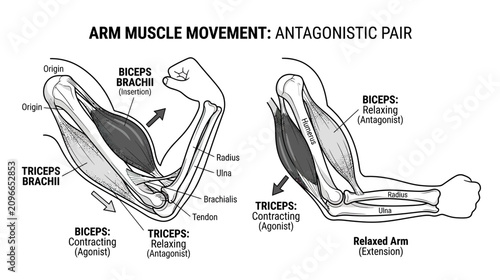 Bild auf Leinwand Arm Muscle Movement: Antagonistic Pair - Biceps and Triceps Action