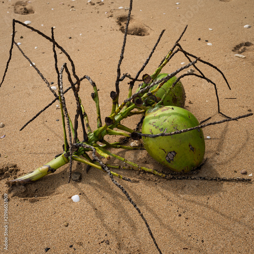 Fotografía Windfall green coconuts on a sandy Fijian beach