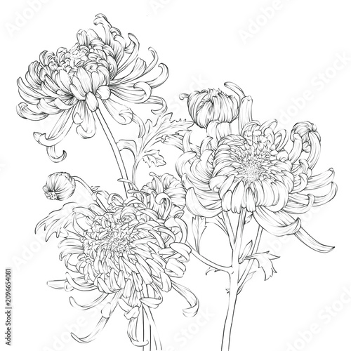 Chrysanthemum Flower Hand drawn Illustration