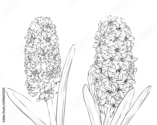 Hyacinth Flower Hand drawn Illustration