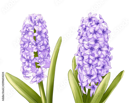 Hyacinth Flower Hand drawn Illustration
