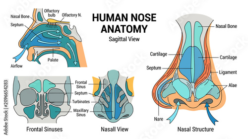 Bild auf Leinwand Human Nose Anatomy: Sagittal, Nasal, and Frontal Sinus Views - Medical Diagram