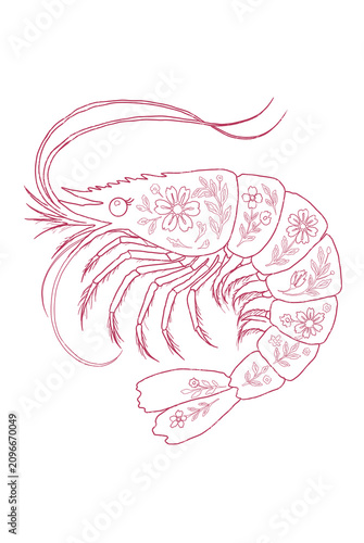 Fotografía Line drawing of a shrimp