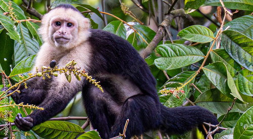 Canvas Print Costa Rica: Where Rainforest Meets the Sea