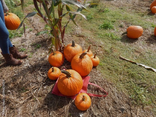 pumpkins on a field of grass