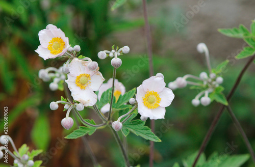 blooming Japanese anemone in the garden