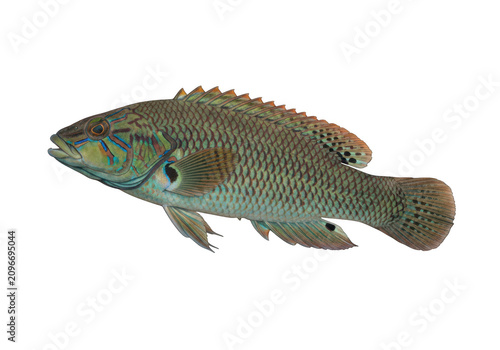 Detailed image of a grassy perch fish underwater marine life isolated on transparent background