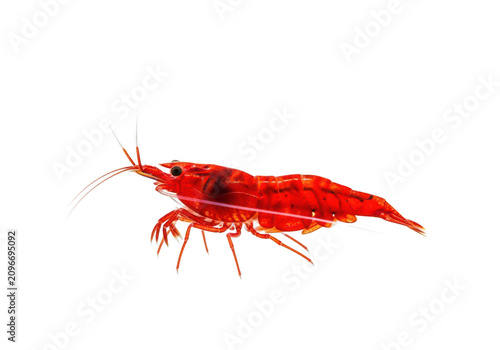 Vibrant red cherry shrimp detailed close-up aquatic pet life isolated on transparent background