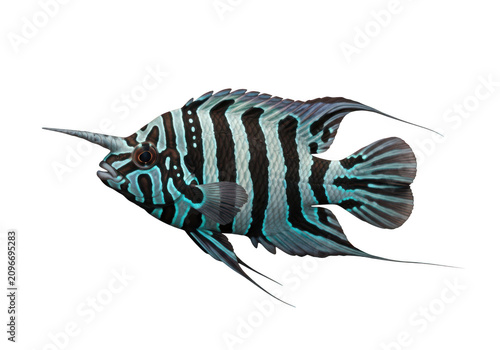 Captivating aquarium fish with striking black and teal stripes isolated on transparent background