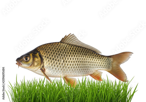 Common carp fish standing on green grass studio shot isolated on transparent background