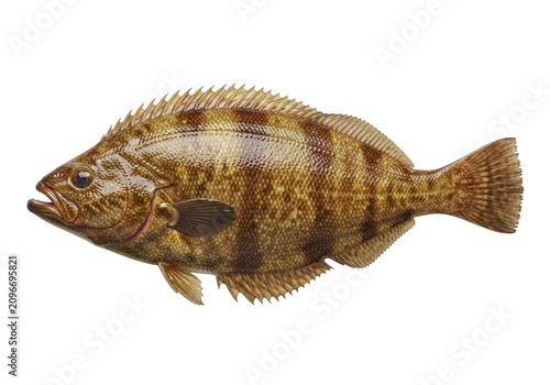 Detailed photograph of a colorful scorpionfish marine life underwater aquatic creature isolated on transparent background