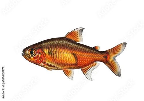 Vibrant orange freshwater fish swimming in clear water underwater scene isolated on transparent background