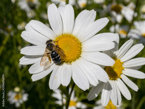 Honey bee collecting nectar on the yellow center of a white chamomile flower.