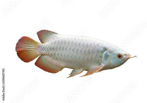 Elegant silver arowana fish swimming gracefully in dark water isolated on transparent background