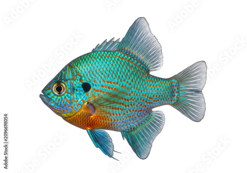 Vibrant bluegill sunfish aquatic life detailed close-up studio shot isolated on transparent background