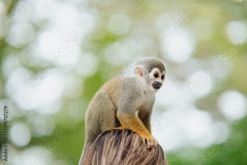 Photography A squirrel monkey on a person's head, on a branch in the Amazon rainforest