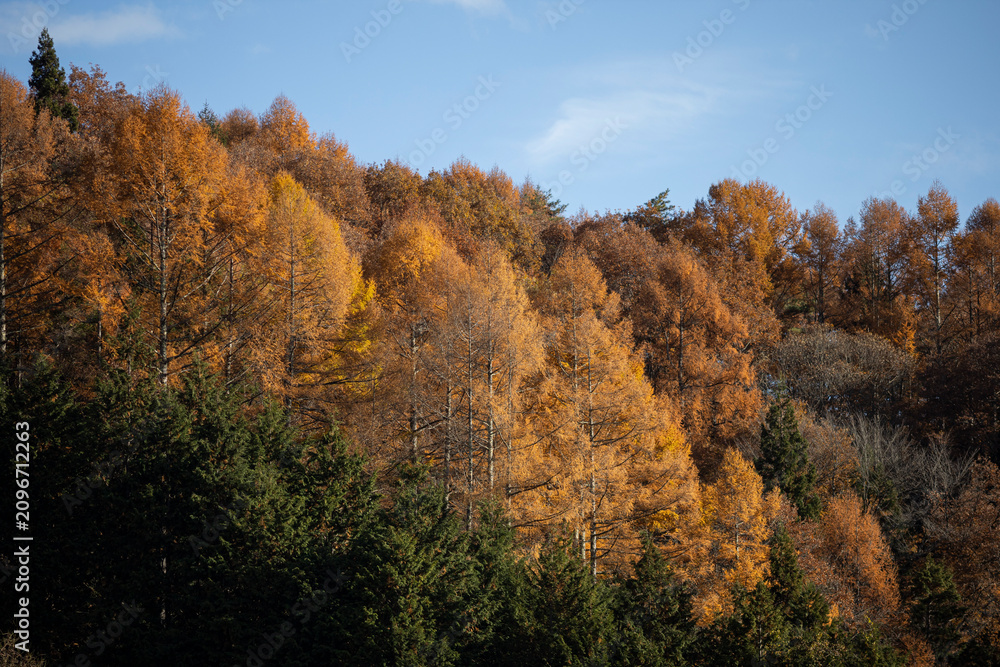 Fototapeta premium 秋の青空と紅葉