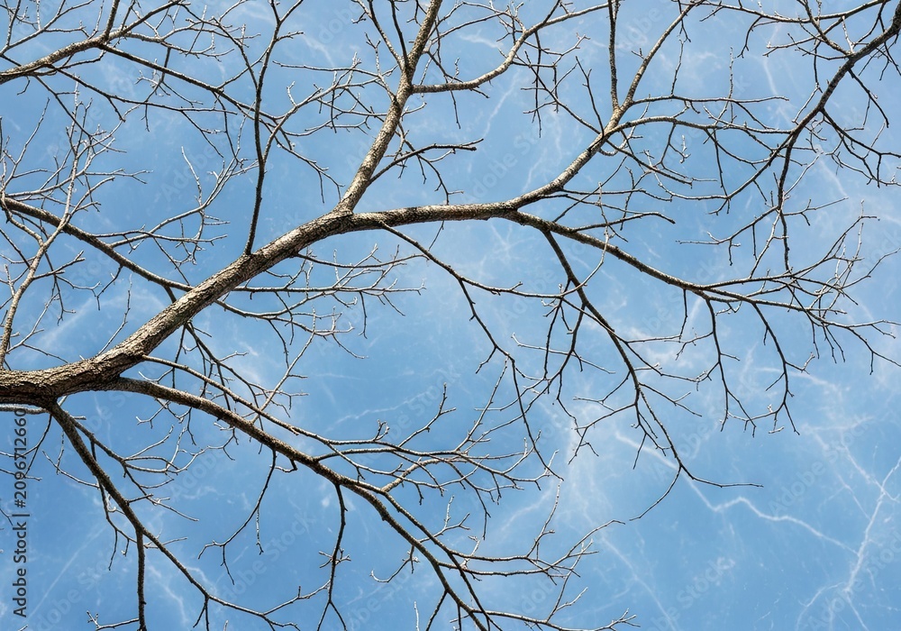 Obraz premium Bare tree branches against a bright blue sky with wispy clouds background