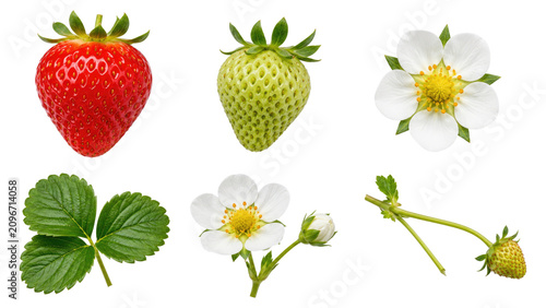 Multiple strawberry elements on white: a ripe red berry, an unripe green berry, white blossoms, leaf, stems and a developing fruit
