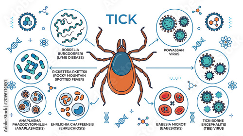 Konstfotografi Tick-borne Diseases Infographic: Lyme, Rocky Mountain Spotted Fever, Anaplasmosi