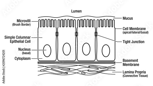 Foto Simple Columnar Epithelial Cells with Microvilli and Basement Membrane Diagram