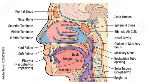 Schilderij op canvas Anatomical illustration of human nasal cavity and sinuses