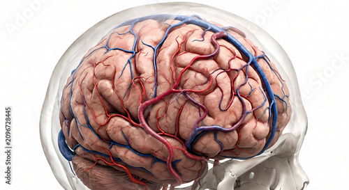 Anatomical 3d medical illustration of human brain showing dense superficial vascular network of blood vessels beneath a transparent skull layer