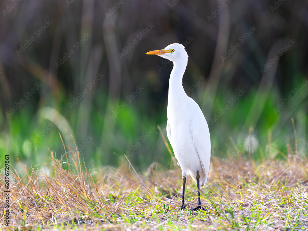 Fototapeta premium Great egret juvenile standing in the grass