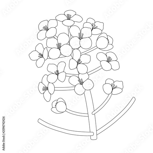 Canola Flower Line Art Icon