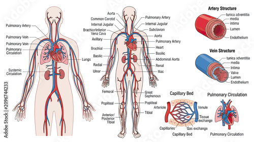 Fotografía Human Circulatory System Anatomy Diagram with Heart, Arteries, and Veins