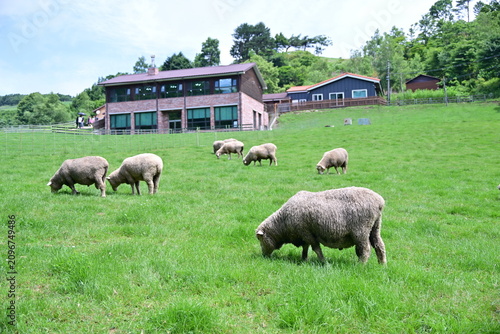 sheep in the mountains