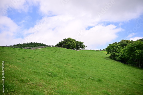 green field and blue sky