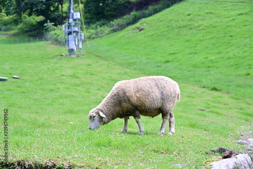 sheep in the mountains
