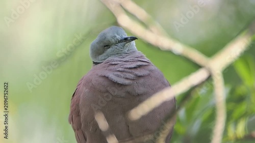 Close up portrait of a plump brown and grey dove perched on a tree branch looking directly at the camera with a blurred green nature background