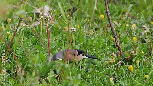 Close up of a small brown and grey finch bird foraging in lush green grass with morning dew and yellow dandelion flowers