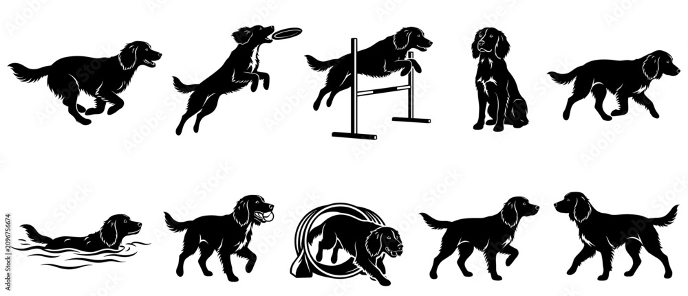 Fototapeta premium Sprocker spaniel dog vector silhouette collection featuring extreme agility exercises catching disc jumping through tire and running for sporting canine logo designs.Keywords (49):