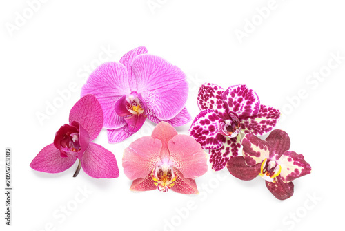 Assortment of colorful orchid flowers in various shades of pink and purple, isolated on a clean white background, the tropical blooms showcase delicate petals and intricate patterns