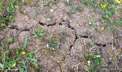 Quadro su tela Cracked dry soil with weeds and wildflowers, drought and heatwave texture