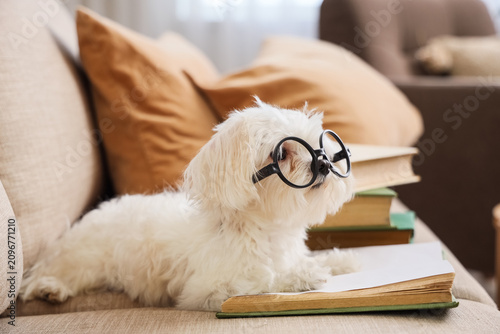 Funny Maltese dog in eyegla...