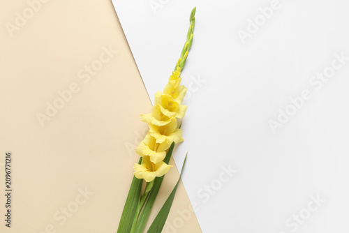 Beautiful yellow gladiolus ...