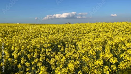 Yellow Colza Canola field (Turkish: Kanola) at autumn in the nature. (4K video)